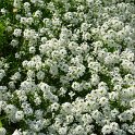 Lobularia maritima 'Snow Princess'